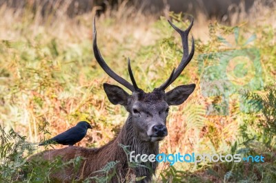 The Deer Of Richmond Park Stock Photo