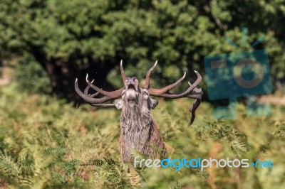 The Deer Of Richmond Park Stock Photo