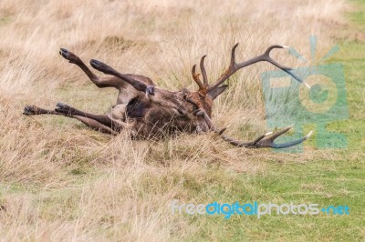 The Deer Of Richmond Park Stock Photo