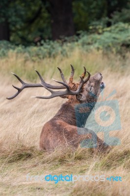 The Deer Of Richmond Park Stock Photo