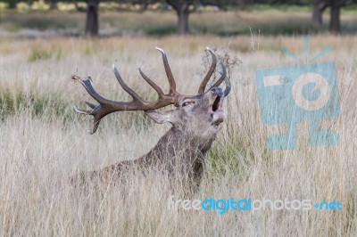 The Deer Of Richmond Park Stock Photo