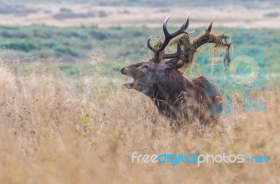 The Deer Of Richmond Park Stock Photo