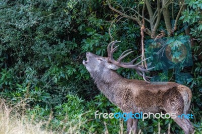 The Deer Of Richmond Park Stock Photo