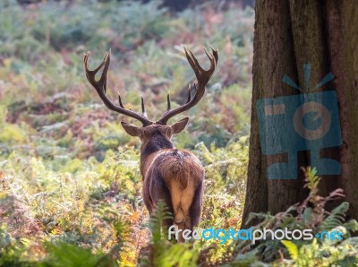 The Deer Of Richmond Park Stock Photo