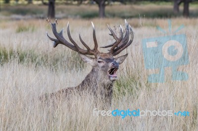 The Deer Of Richmond Park Stock Photo