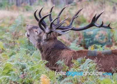 The Deer Of Richmond Park Stock Photo