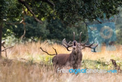 The Deer Of Richmond Park Stock Photo