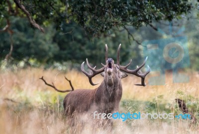 The Deer Of Richmond Park Stock Photo