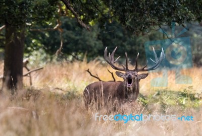 The Deer Of Richmond Park Stock Photo