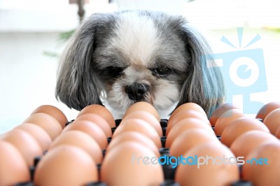 The Dog Watching Egg Stock Photo