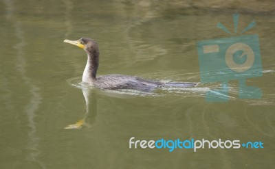 The Double-crested Cormorant Is Swimming Stock Photo