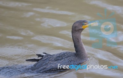 The Double-crested Cormorant Is Swimming Stock Photo