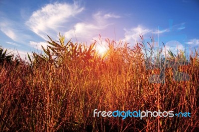 The Dry Grass With Blue Sky Stock Photo