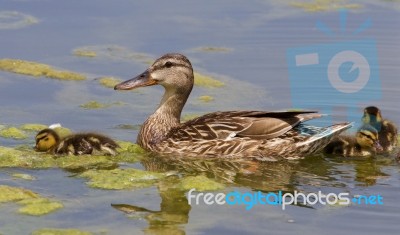 The Duck And Three Chicks Stock Photo