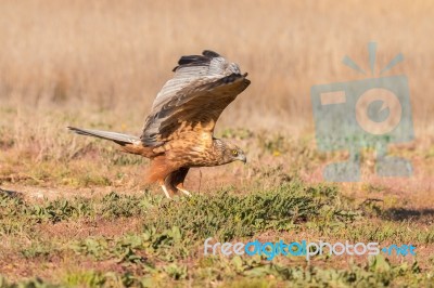 The Eagles! Stock Photo