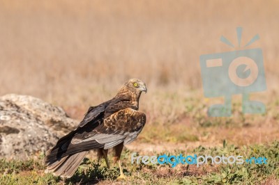 The Eagles! Stock Photo