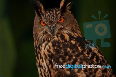 The Eurasian Eagle Owl-bubo Bubo Stock Photo