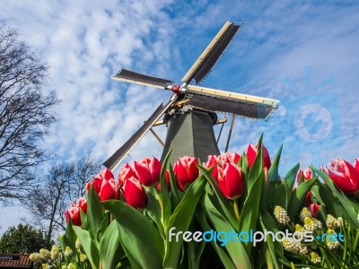 The Famous Dutch Windmills. View Through Red Tulips Stock Photo