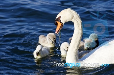 The Father-swan Helps Her Chicks To Get The Algae From The Lake Stock Photo