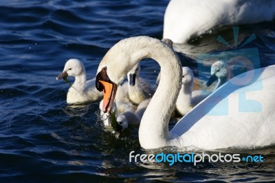 The Father-swan Is Taking Care About His Children Stock Photo