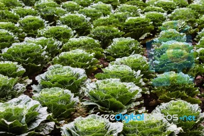 The Field Of Green Cabbages Stock Photo