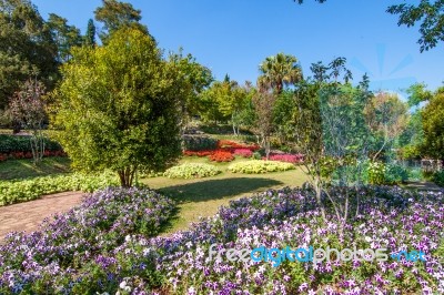 The Flowers In The Royal Agricultural Station Inthanon Stock Photo