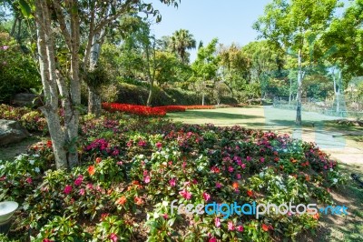 The Flowers In The Royal Agricultural Station Inthanon Stock Photo