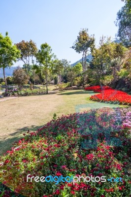 The Flowers In The Royal Agricultural Station Inthanon Stock Photo