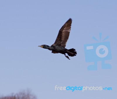 The Fly Of The Cormorant Stock Photo