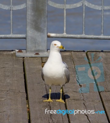 The Freezed Uncertain Gull Stock Photo