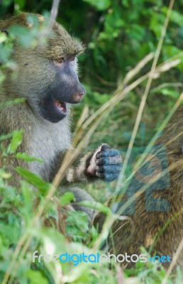 The Funny Baboon Has Found Something Stock Photo