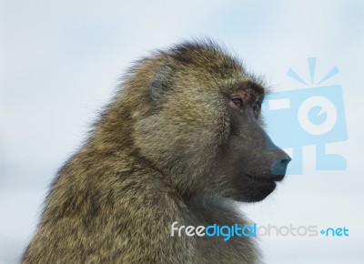 The Funny Baboon Is Looking On Something Stock Photo