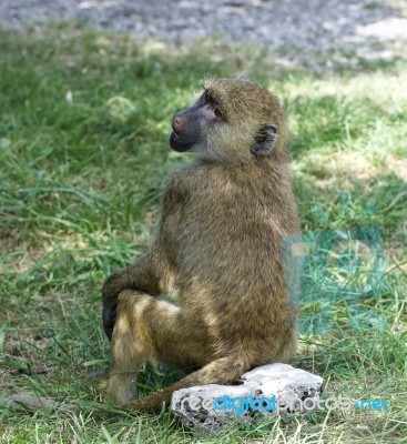 The Funny Baboon's Close-up Stock Photo