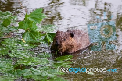 The Funny Beaver In The Lake Stock Photo