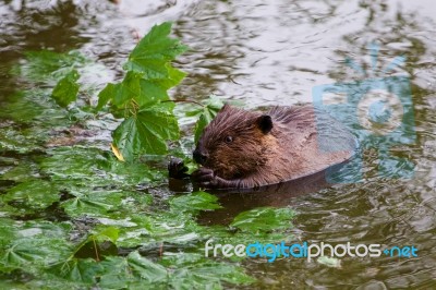 The Funny Beaver Is Eating The Leaves Stock Photo