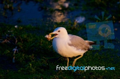 The Funny Gull With The Food Is Going Somewhere Stock Photo