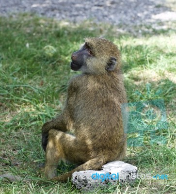 The Funny Monkey Is Sitting On The Rock Stock Photo