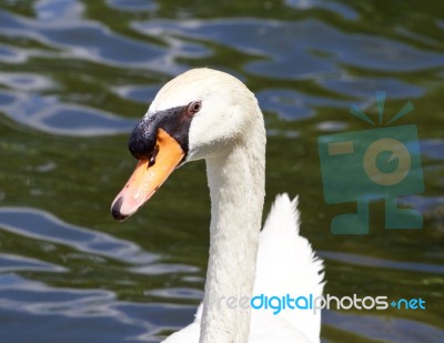 The Funny Mute Swan Stock Photo