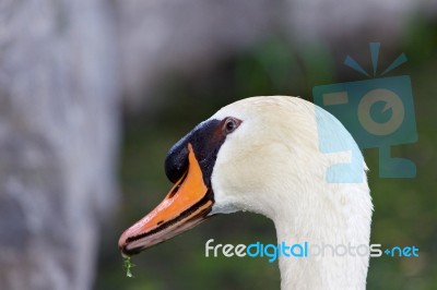 The Funny Portrait Of The Swan Stock Photo