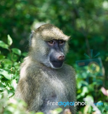 The Funny's Monkey Close-up Stock Photo