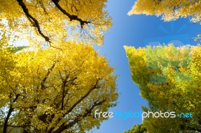 The Ginkgo Trees Against Blue Sky Stock Photo