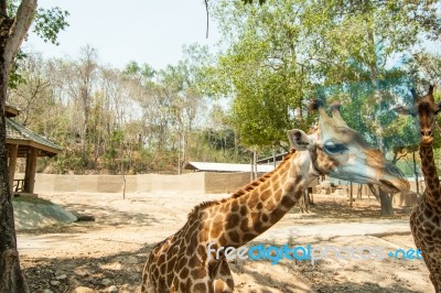 The Giraffe In The Zoo Stock Photo