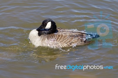 The Goose Is Washing In The Lake Stock Photo