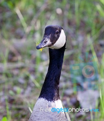 The Goose With The Flower Stock Photo