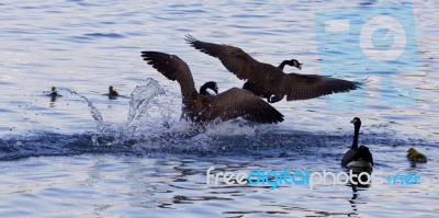 The Goose's Family Protection Stock Photo