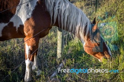 The Grass Is Always Greener On The Other Side Stock Photo