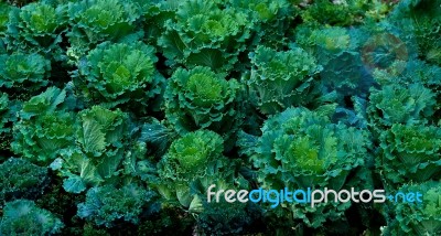 The Green Cabbage On Green House Stock Photo