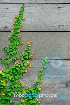 The Green Creeper Plant On The Wooden Wall For Background Stock Photo