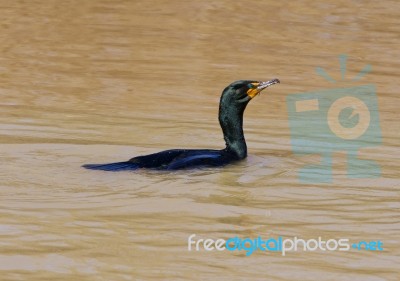 The Green-eyed Cormorant Stock Photo