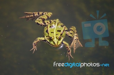 The Green Frog Stock Photo